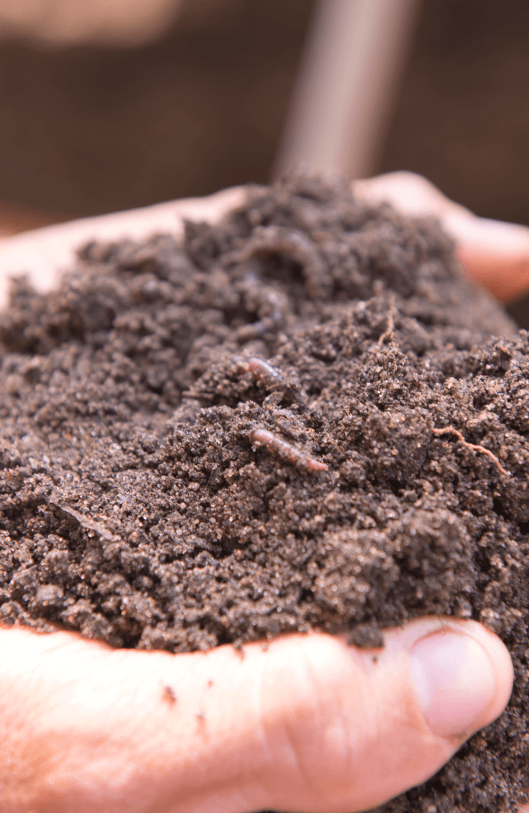 Biological Regeneration